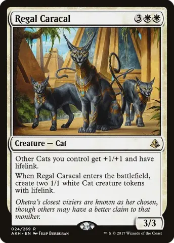 Regal Caracal · 24