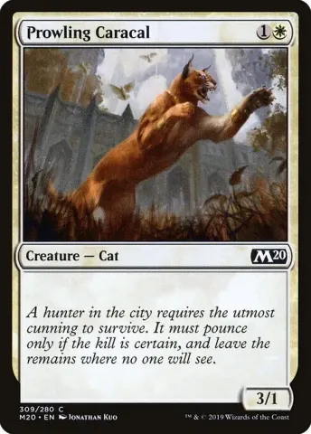 Prowling Caracal · 309