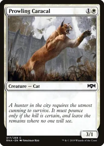 Prowling Caracal · 17