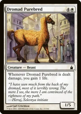 Dromad Purebred · 15