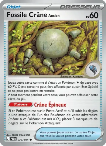 Fossile Crâne Ancien · 073