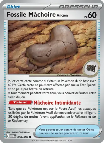 Fossile Mâchoire Ancien · 068