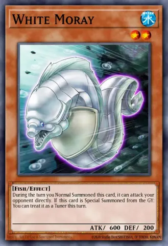 White Moray · EN051
