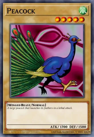 Peacock · 011